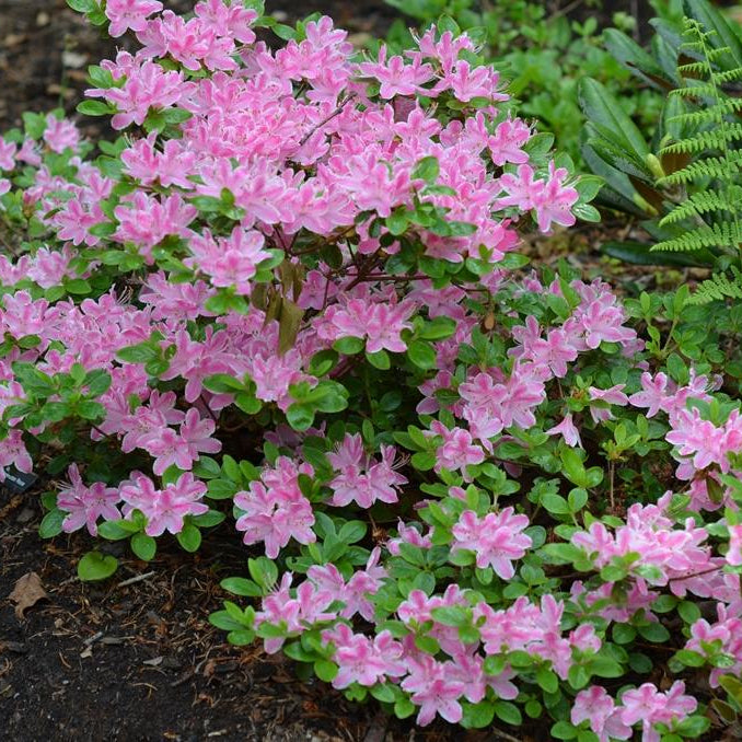 Azalea Kermesina Rose, la ghiveci