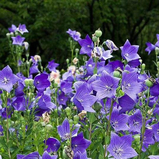 Floarea Balon "Platycodon Fuji Blue", Albastra, la ghiveci