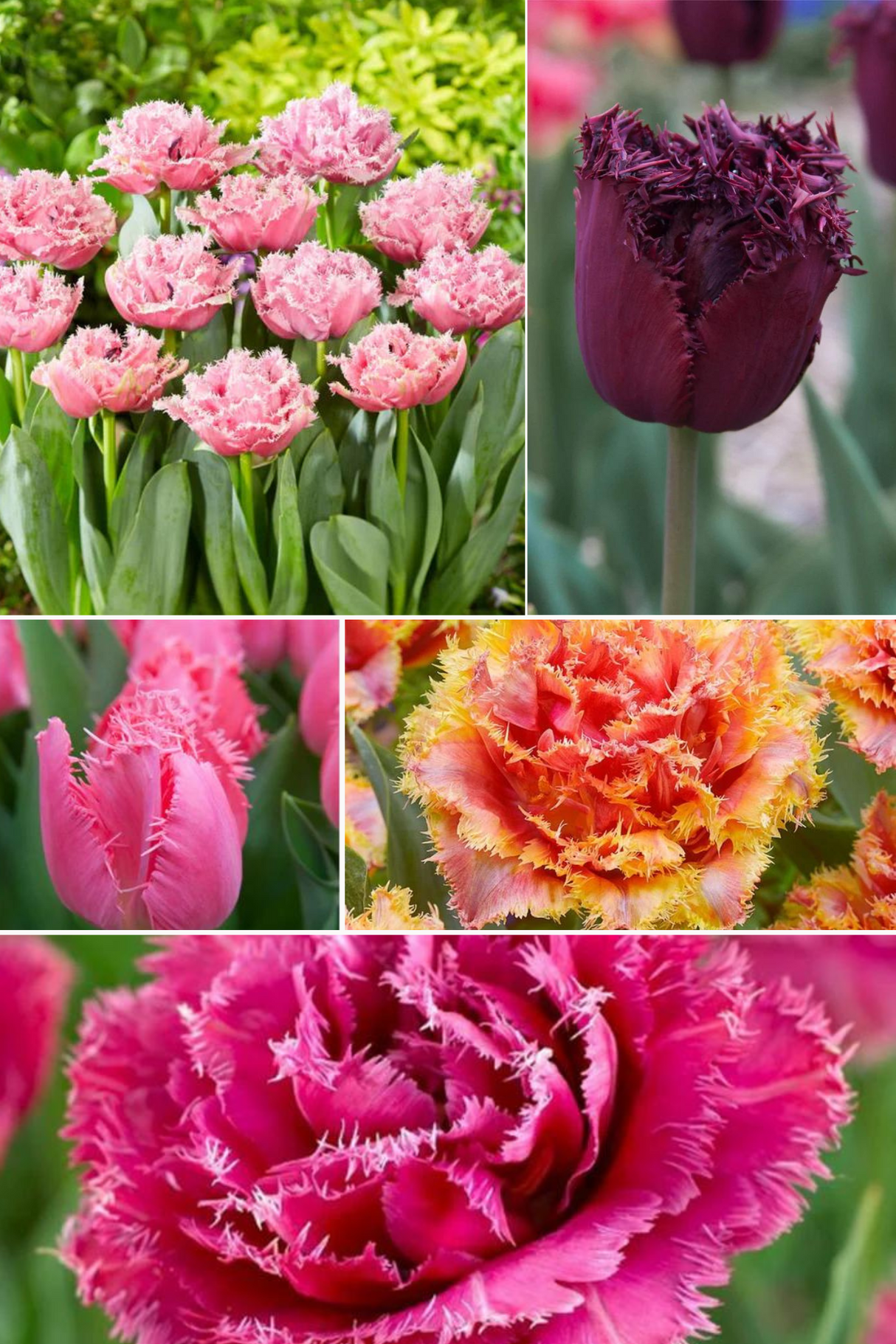 Pachet Promotional Bulbi de Lalele Franjurate - 50 buc