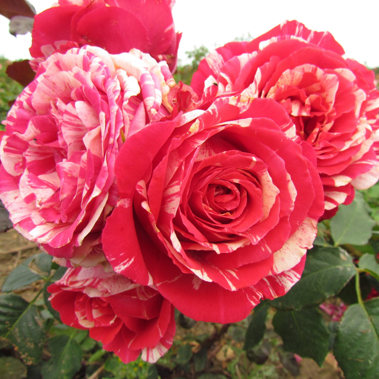 Trandafiri Butasi Teahibrizi - Best Impression - 1 buc