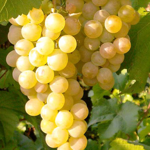 Vita de Vie "Bianca", la Ghiveci