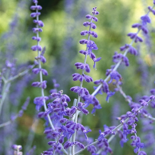 Perovskia "Blue Spire" (Salvie Ruseasca)