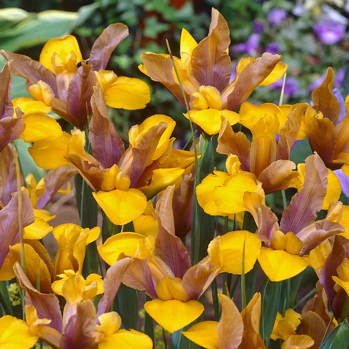 Bulbi Iris - Bronze Queen - 3 buc