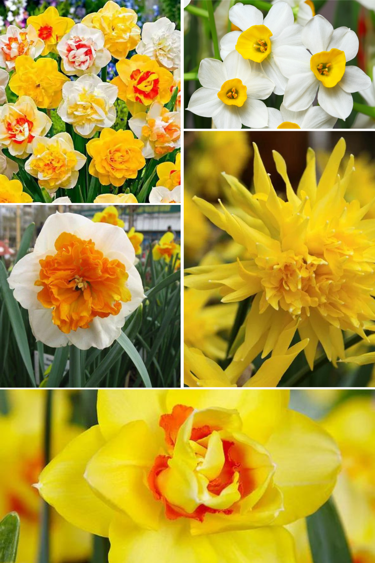 Bulbi Narcise - Pachet Promotional Mix - 22 buc