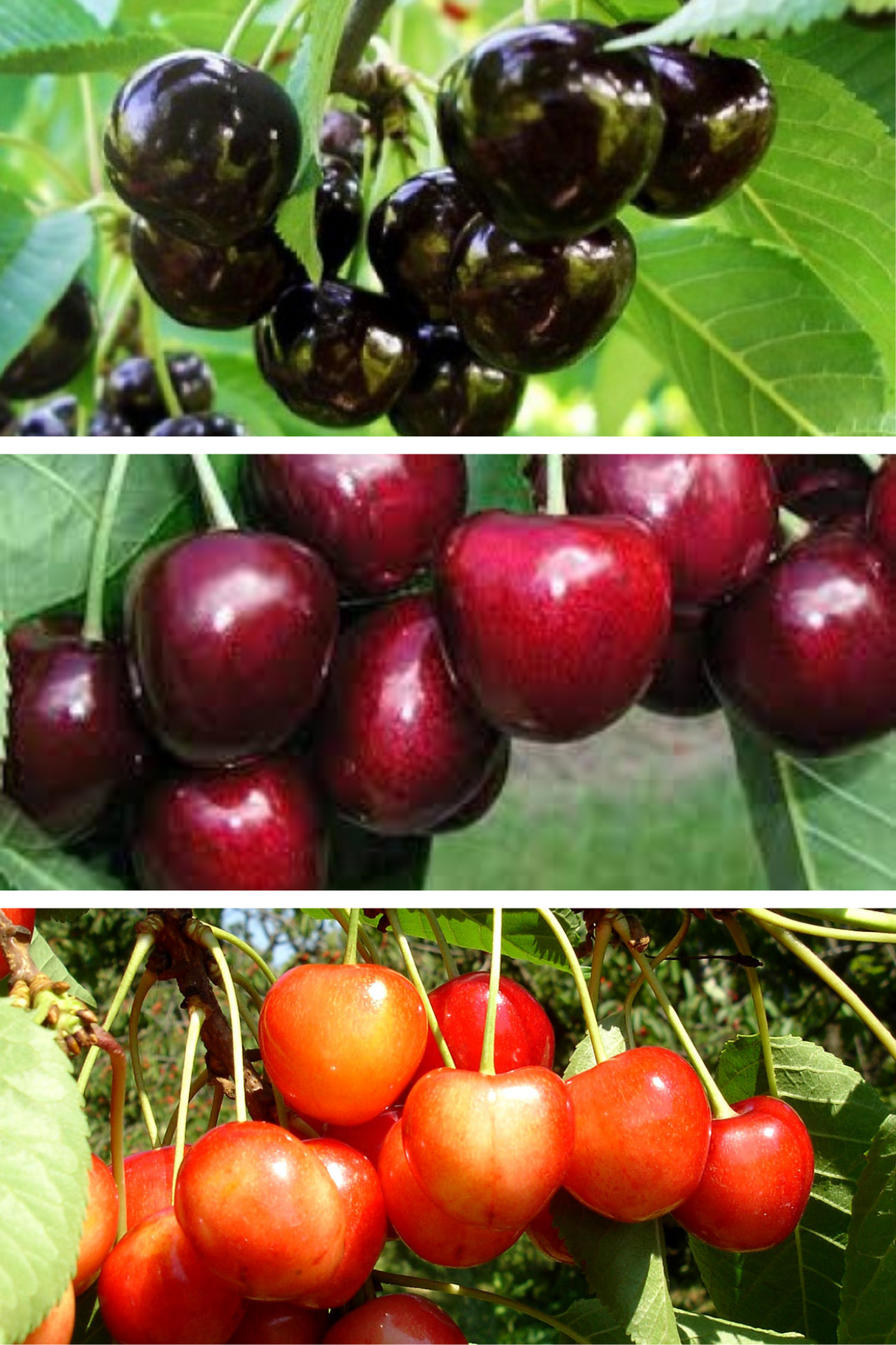 Pomi Fructiferi - Pachet Promo Cires Varatic - Anul 2 - 3 buc