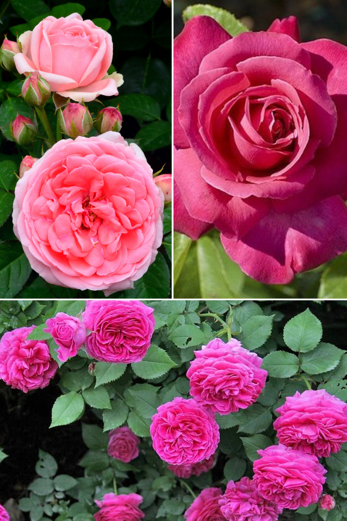 Pachet Promotional Trandafiri Roz - Ghiveci de 3L - 3 buc