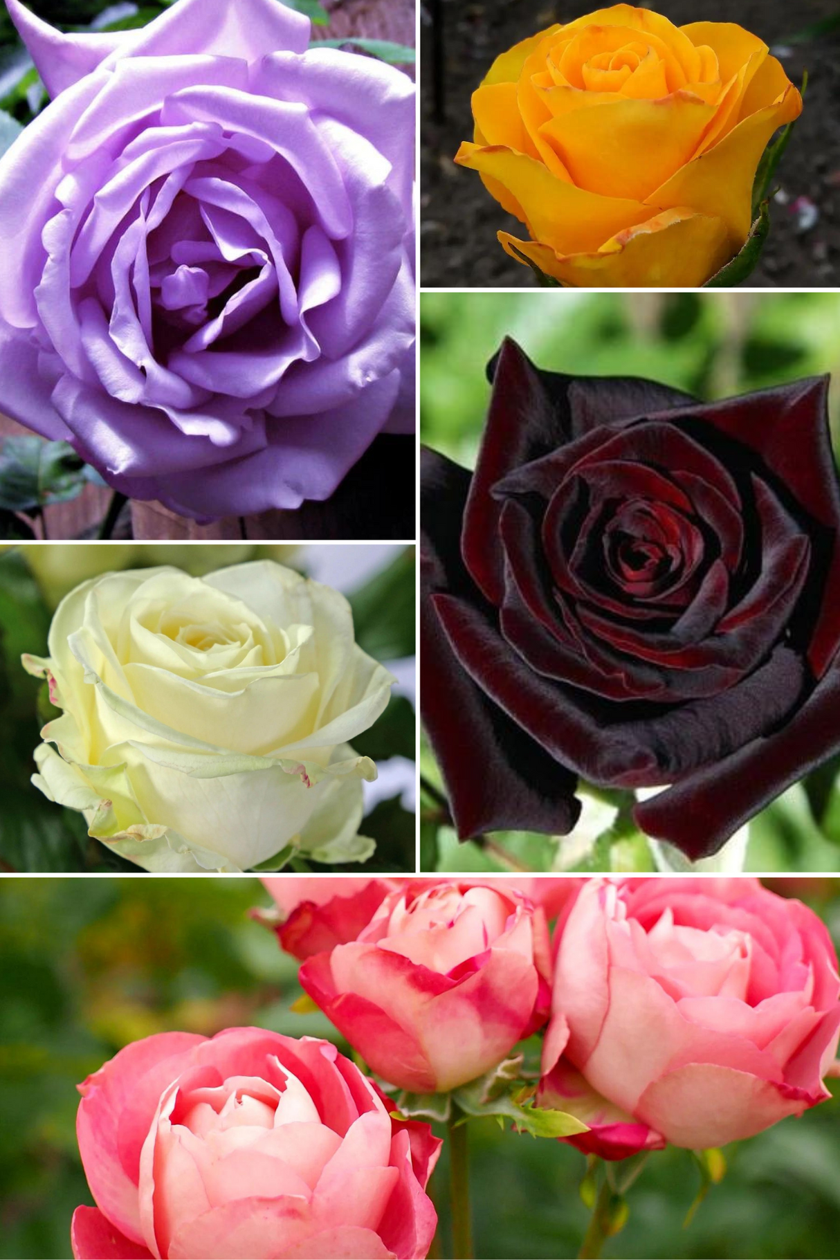 Pachet Promotional Trandafiri Mixt - Ghiveci de 3L - 5 buc