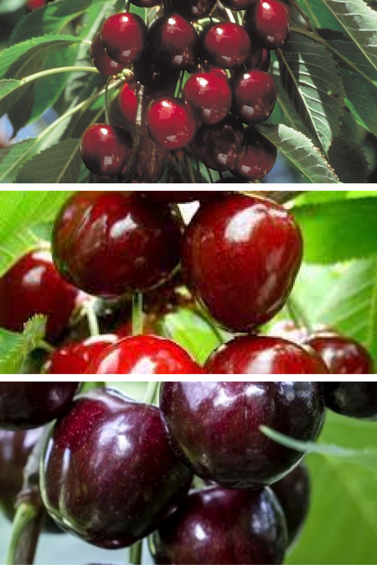 Pomi Fructiferi - Pachet Promo Cires Varatic - Anul 2 - 3 buc