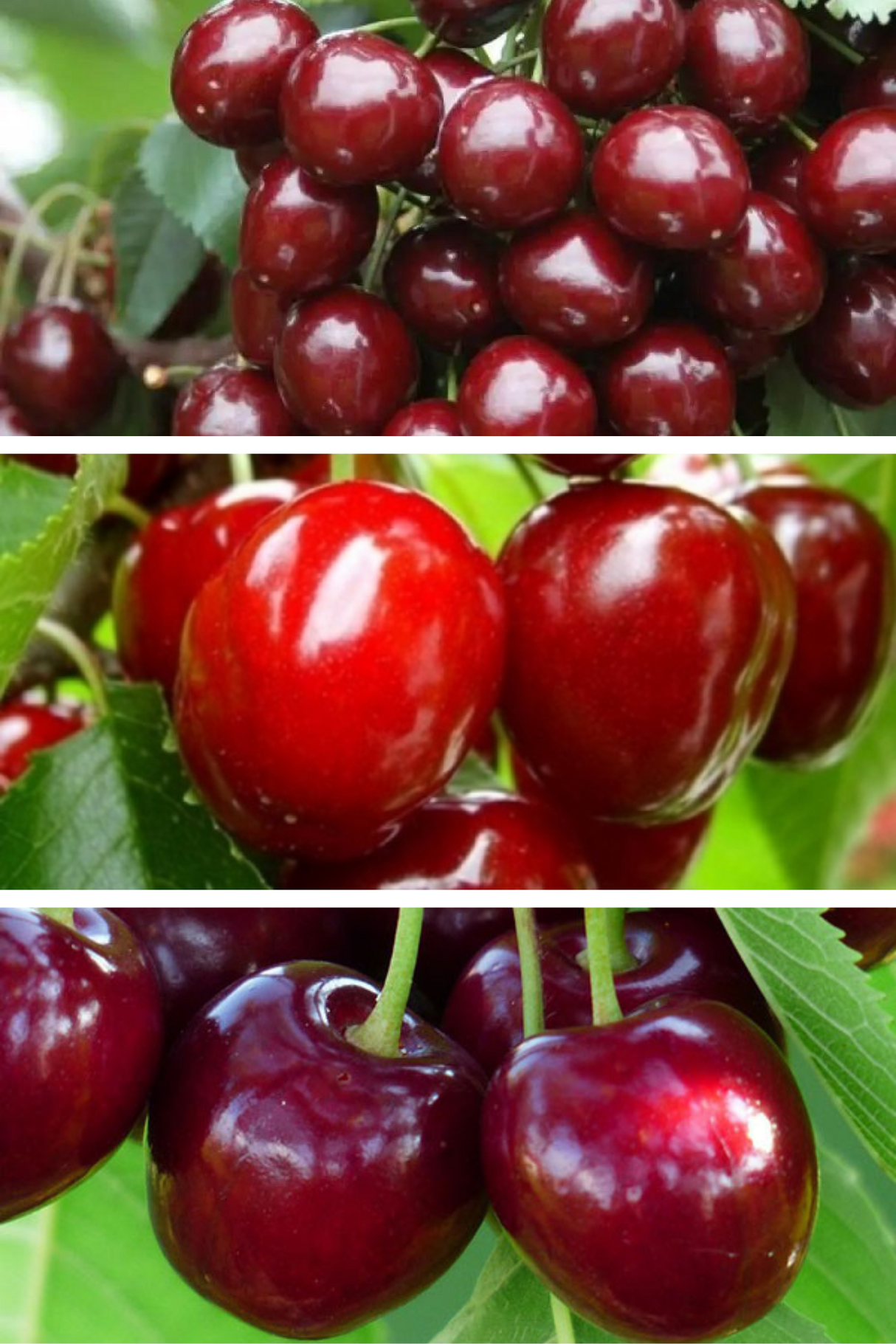 Pomi Fructiferi - Pachet Promo Cires Varatic - Anul 2 - 3 buc