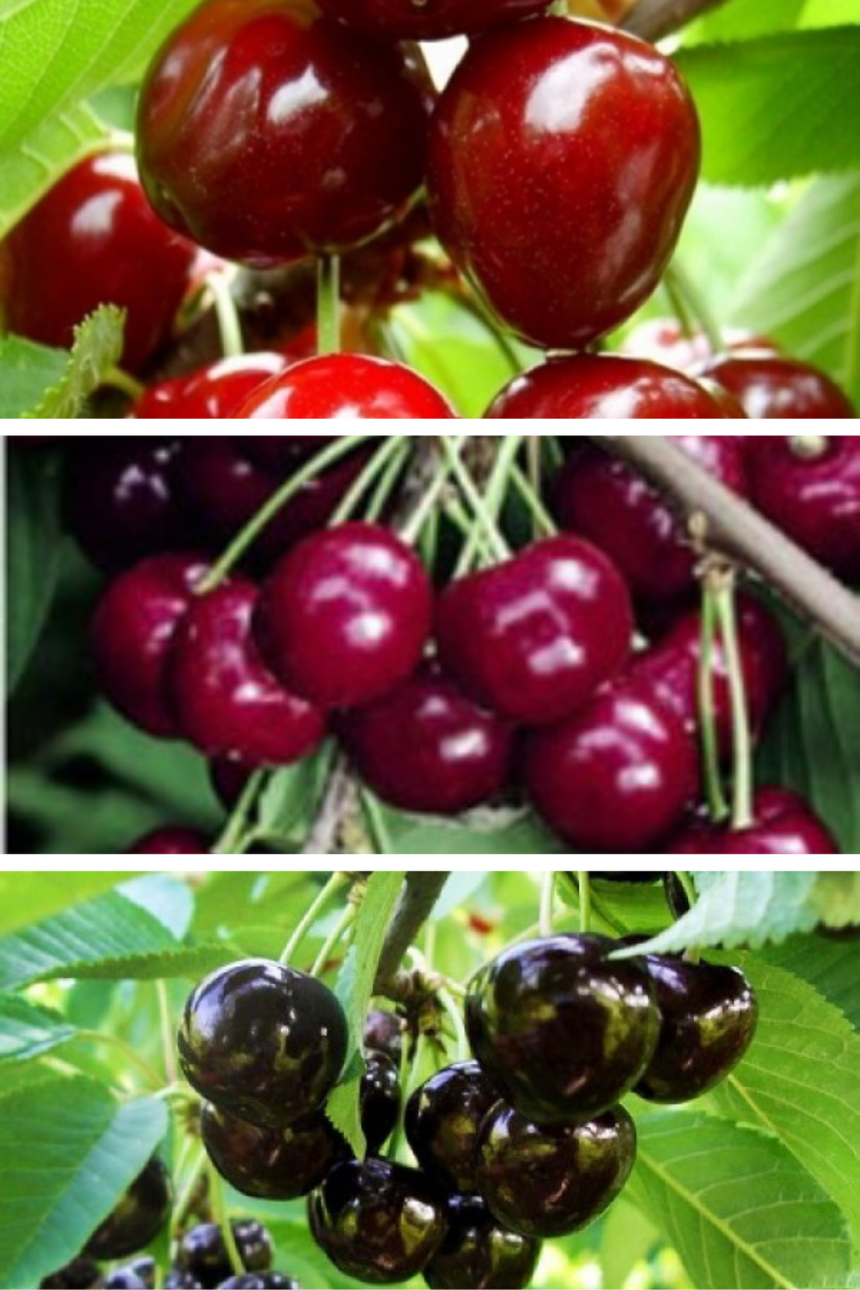 Pomi Fructiferi - Pachet Promo Cires Timpuriu - Varatic - Anul 2 - 3 buc