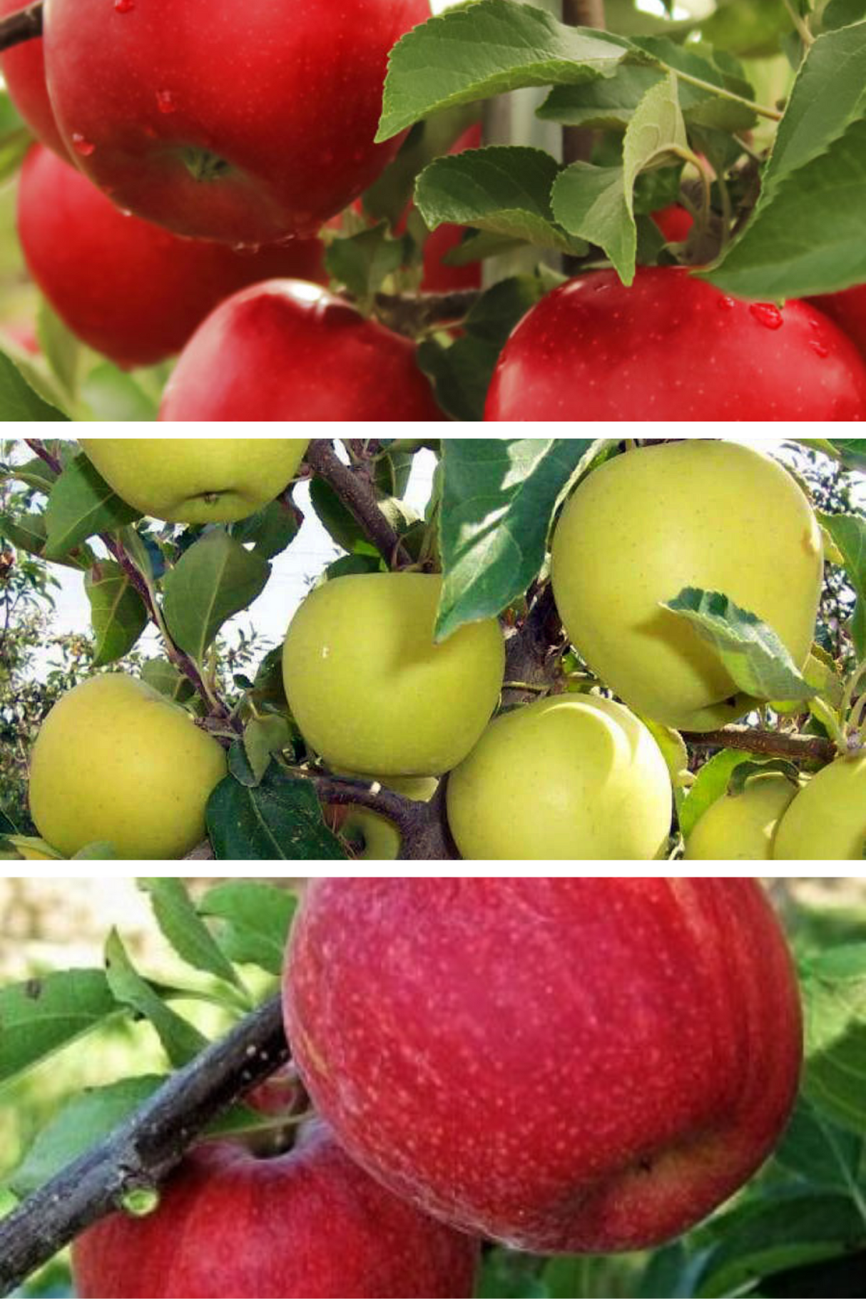 Pomi Fructiferi - Pachet Promo Mar Varatic - Anul 2 - 3 buc