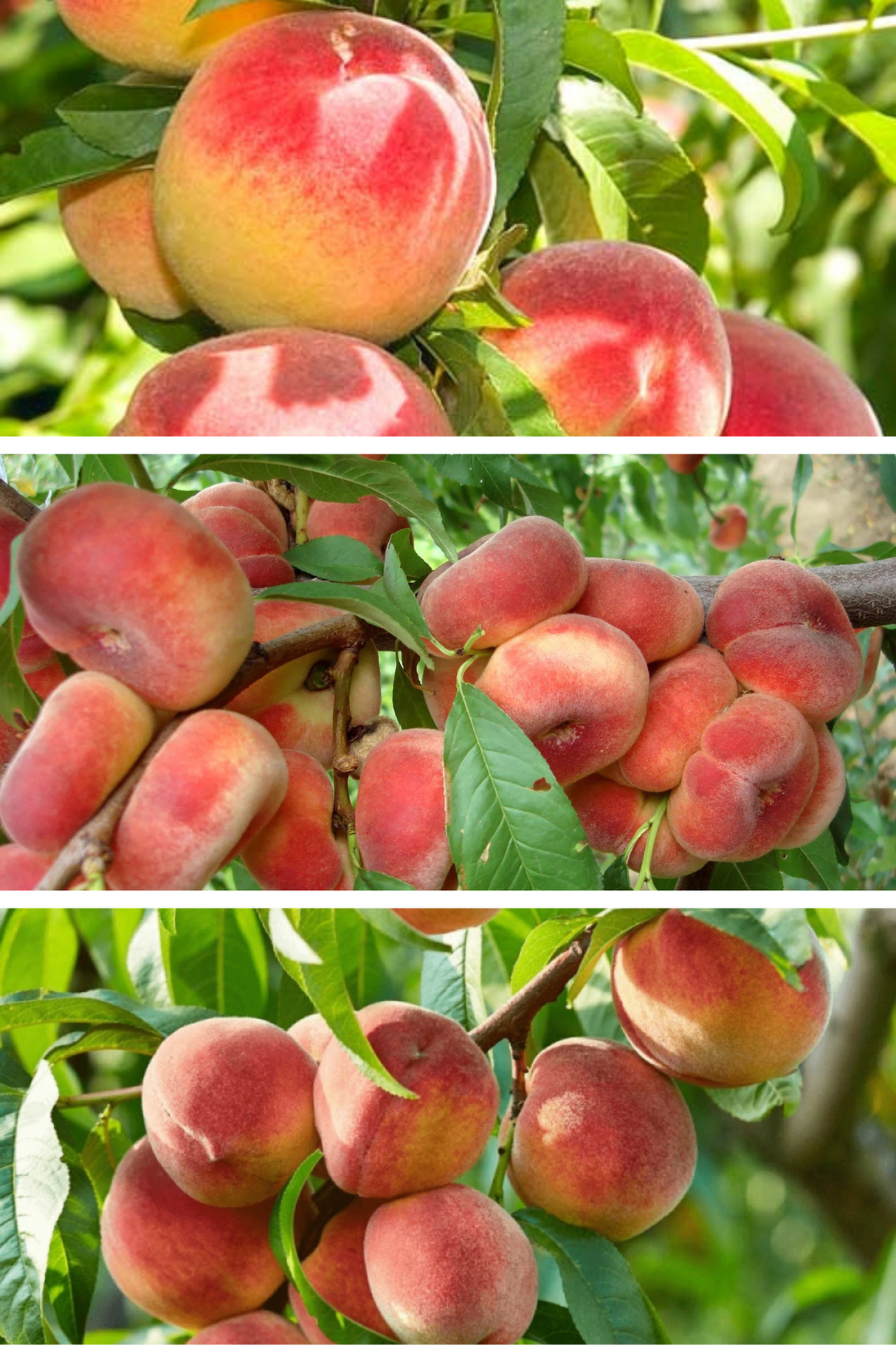 Pomi Fructiferi - Pachet Promo Piersic Varatic - Anul 2 - 3 buc