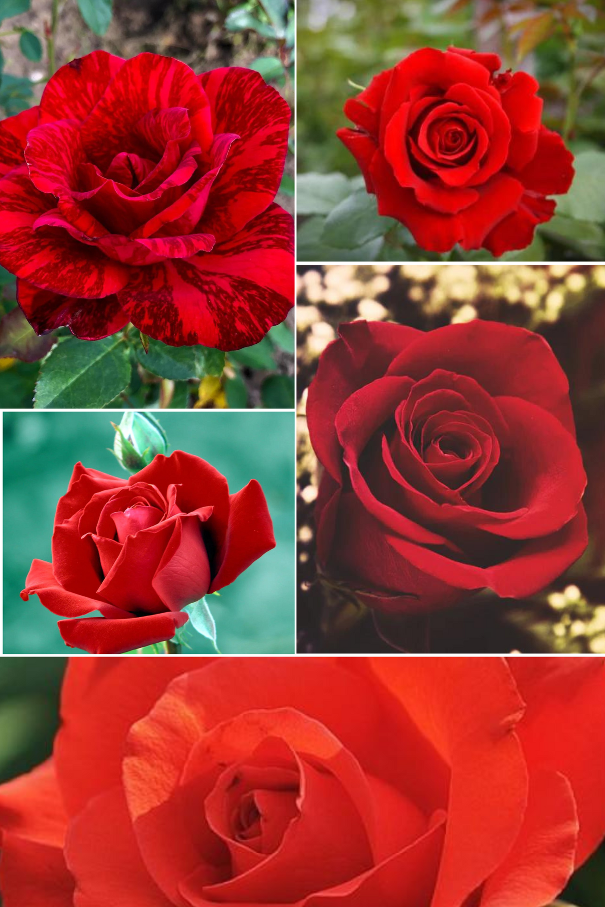 Pachet Promotional Trandafiri Rosii - Ghiveci de 3L - 5 buc