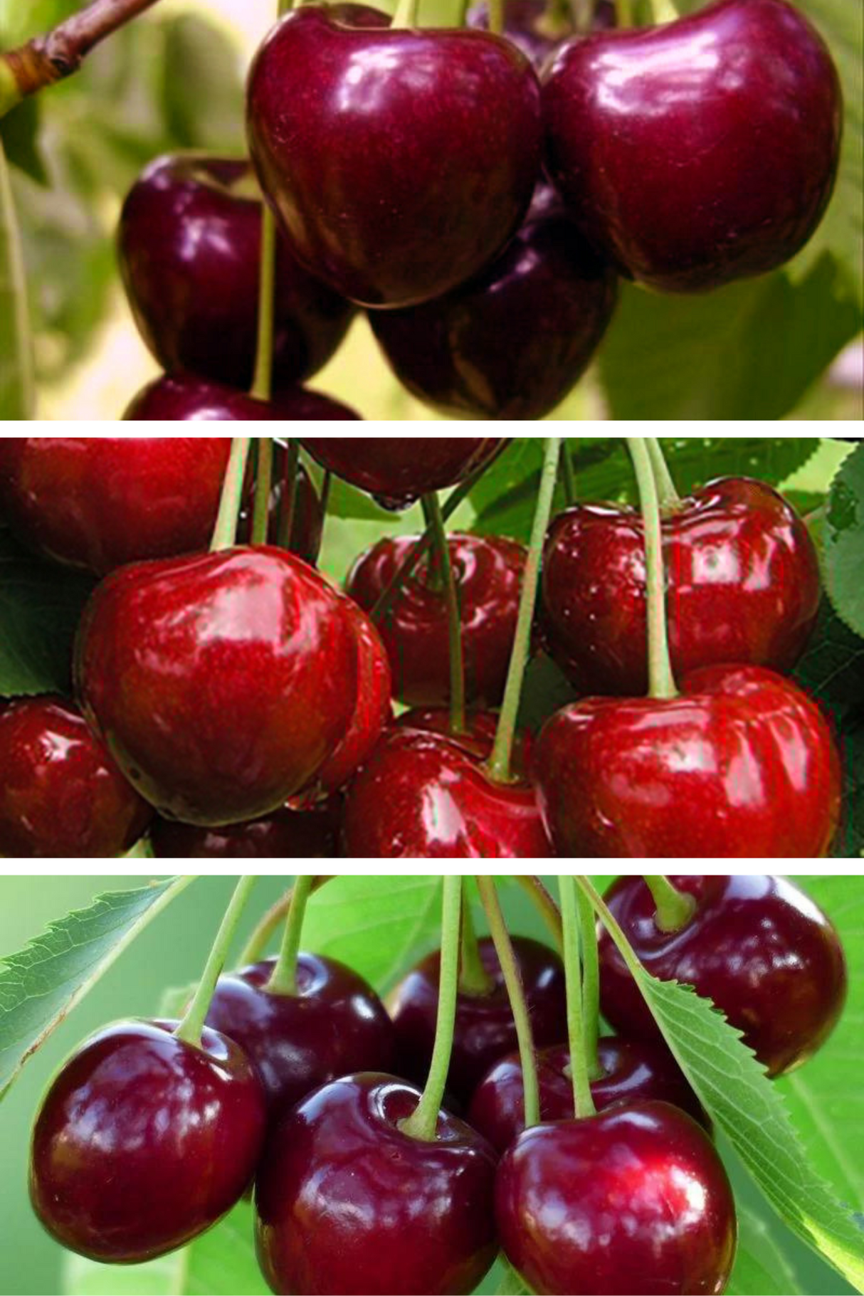 Pomi Fructiferi - Pachet Promo Cires Timpuriu - Anul 2 - 3 buc