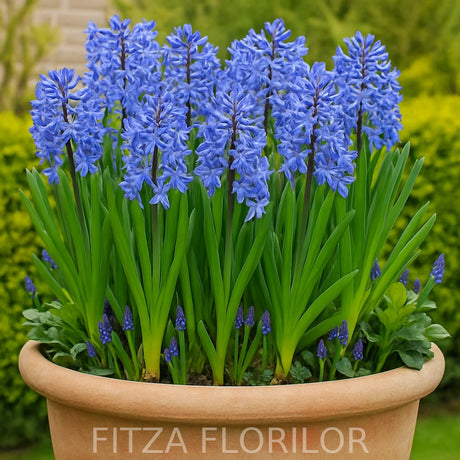 Bulbi Zambile Multiflora Blue2