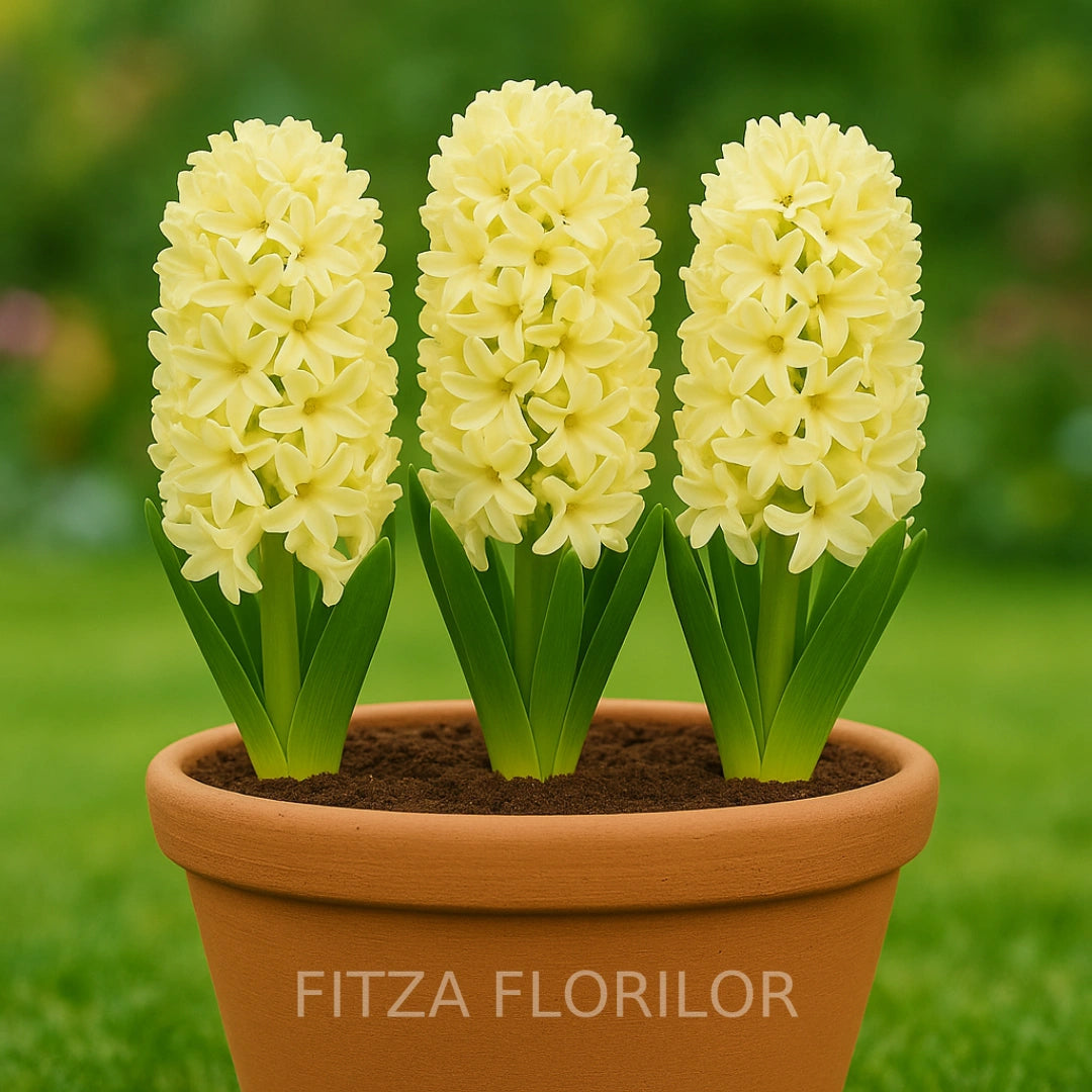 Bulbi Zambile Yellow Queen