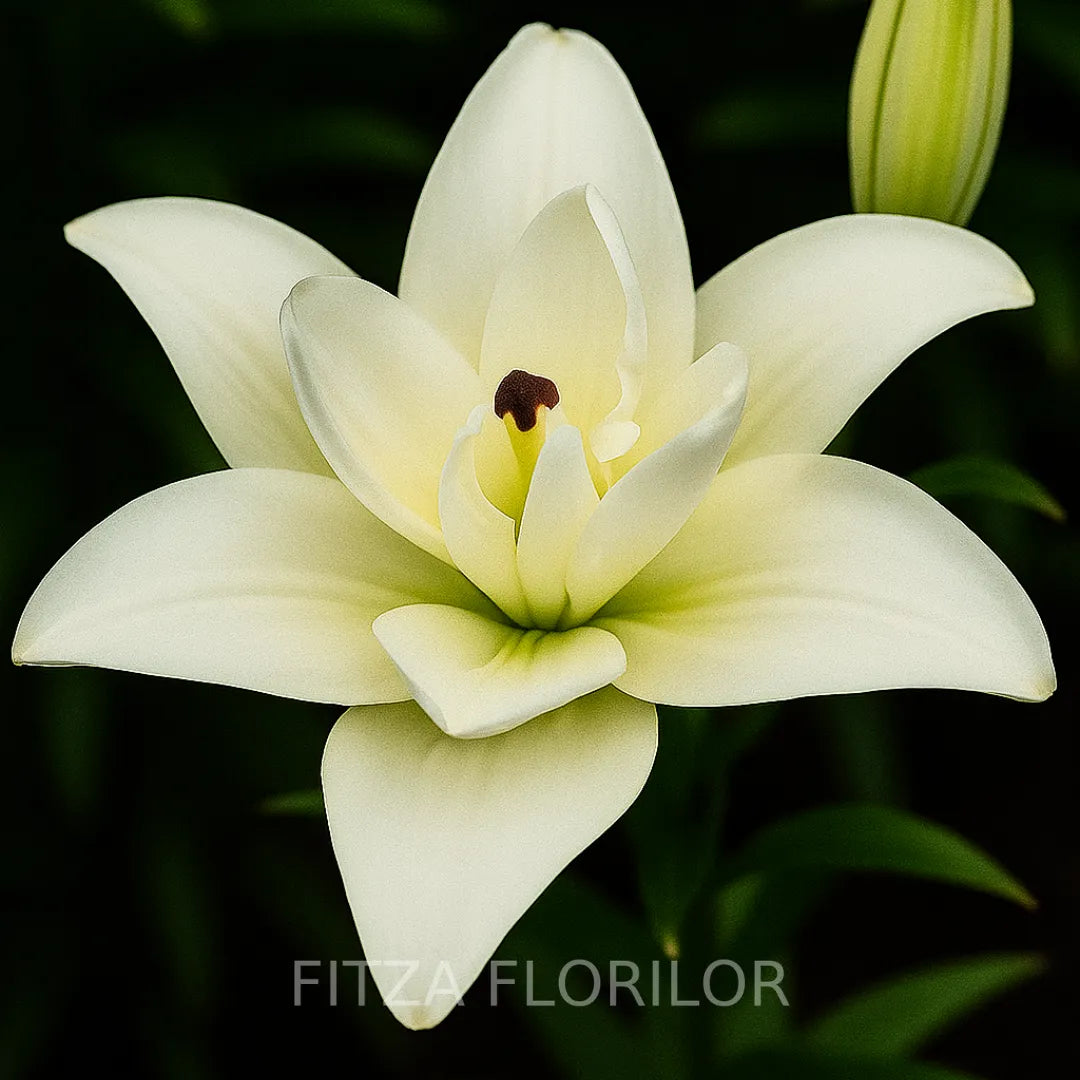 Bulbi de Crini Anne Maries Dream