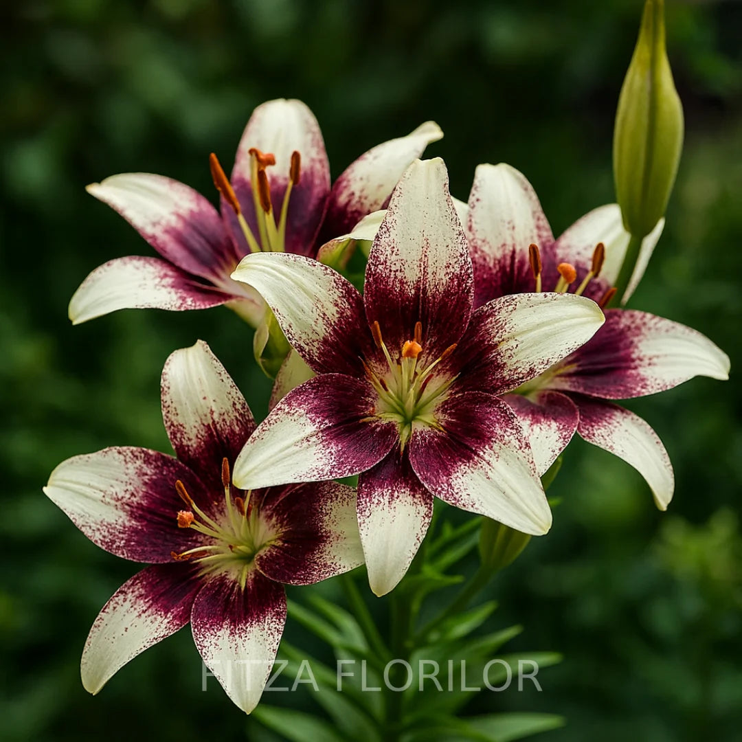 Bulbi de Crini Capuchino