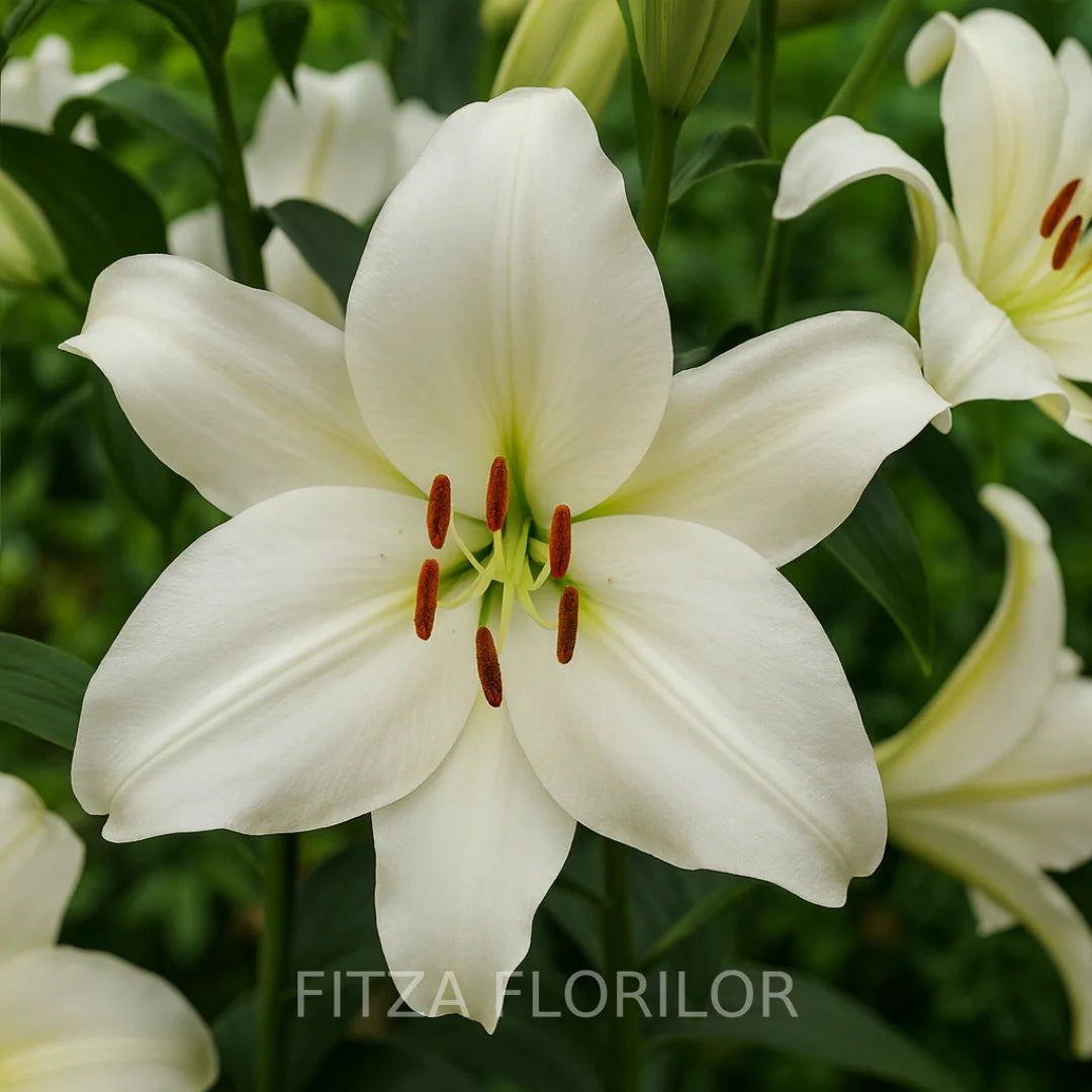 Bulbi de Crini Pachet Promo Mixt21