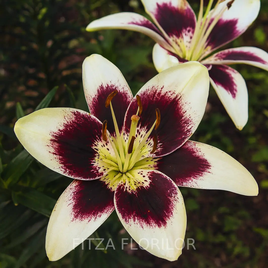 Bulbi de Crini Pachet Promotional Fantasy Mixt14