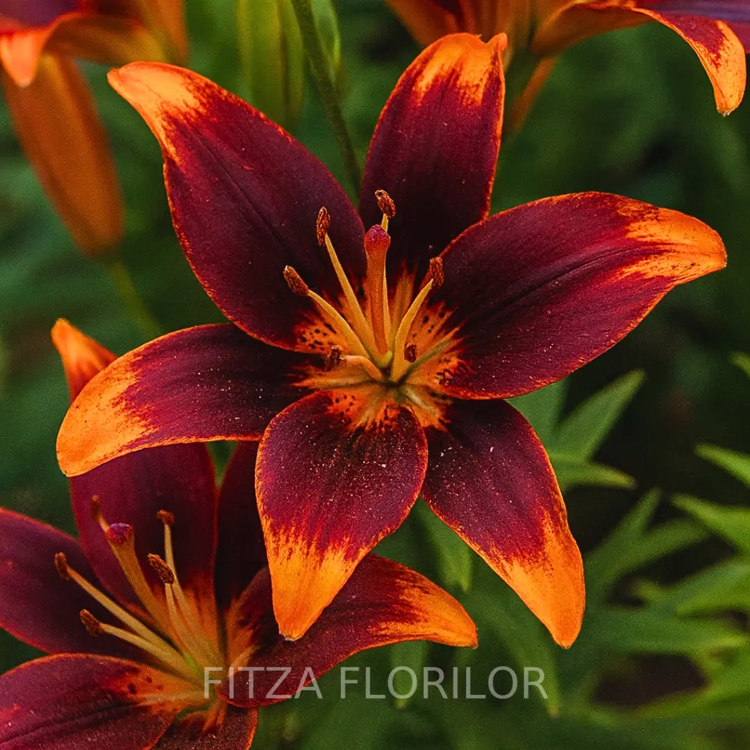 Bulbi de Crini Pachet Promotional Fantasy Mixt15