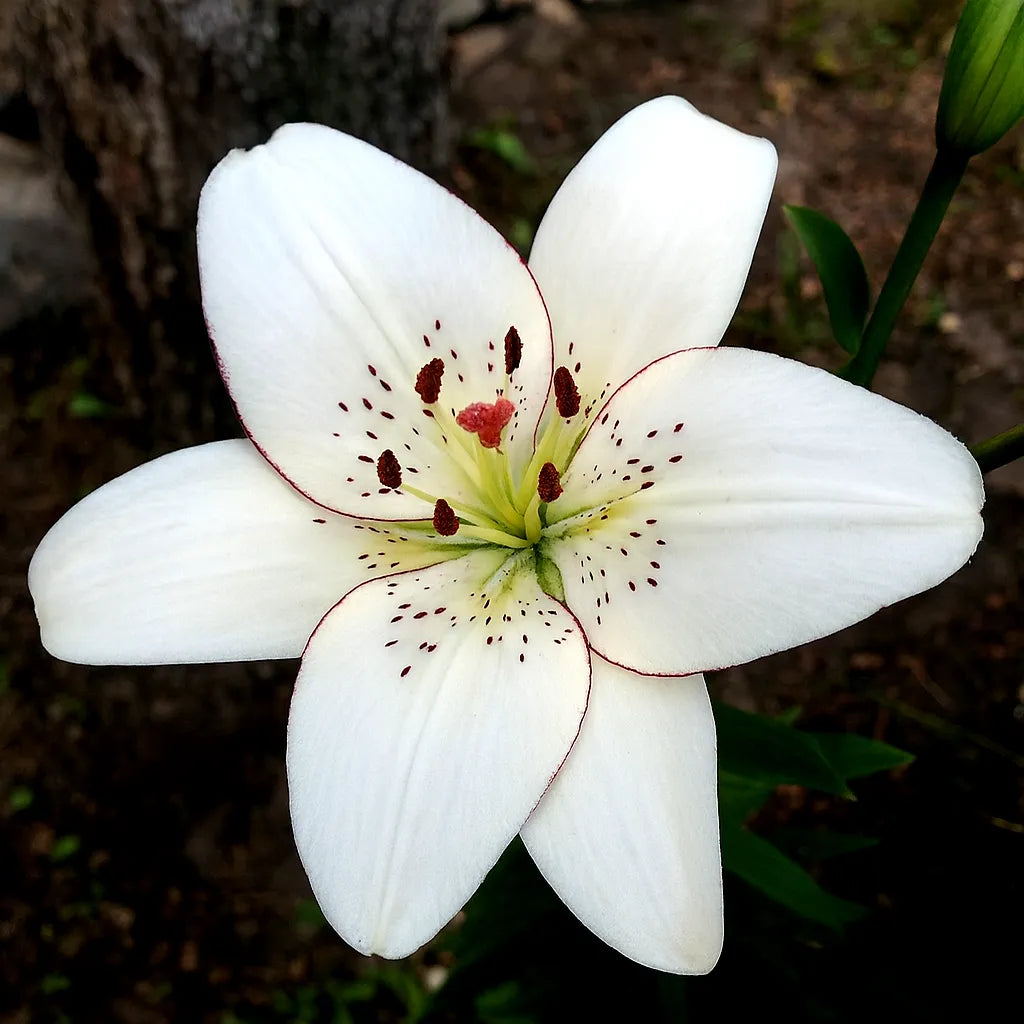 Bulbi de Crini Pachet Promotional Fantasy Mixt3