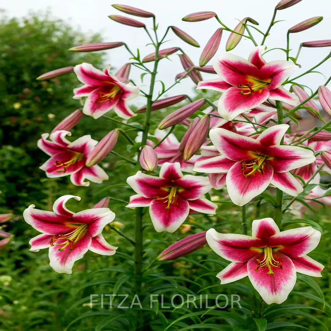 Bulbi de Crini Pachet Promotional Fantasy Mixt8