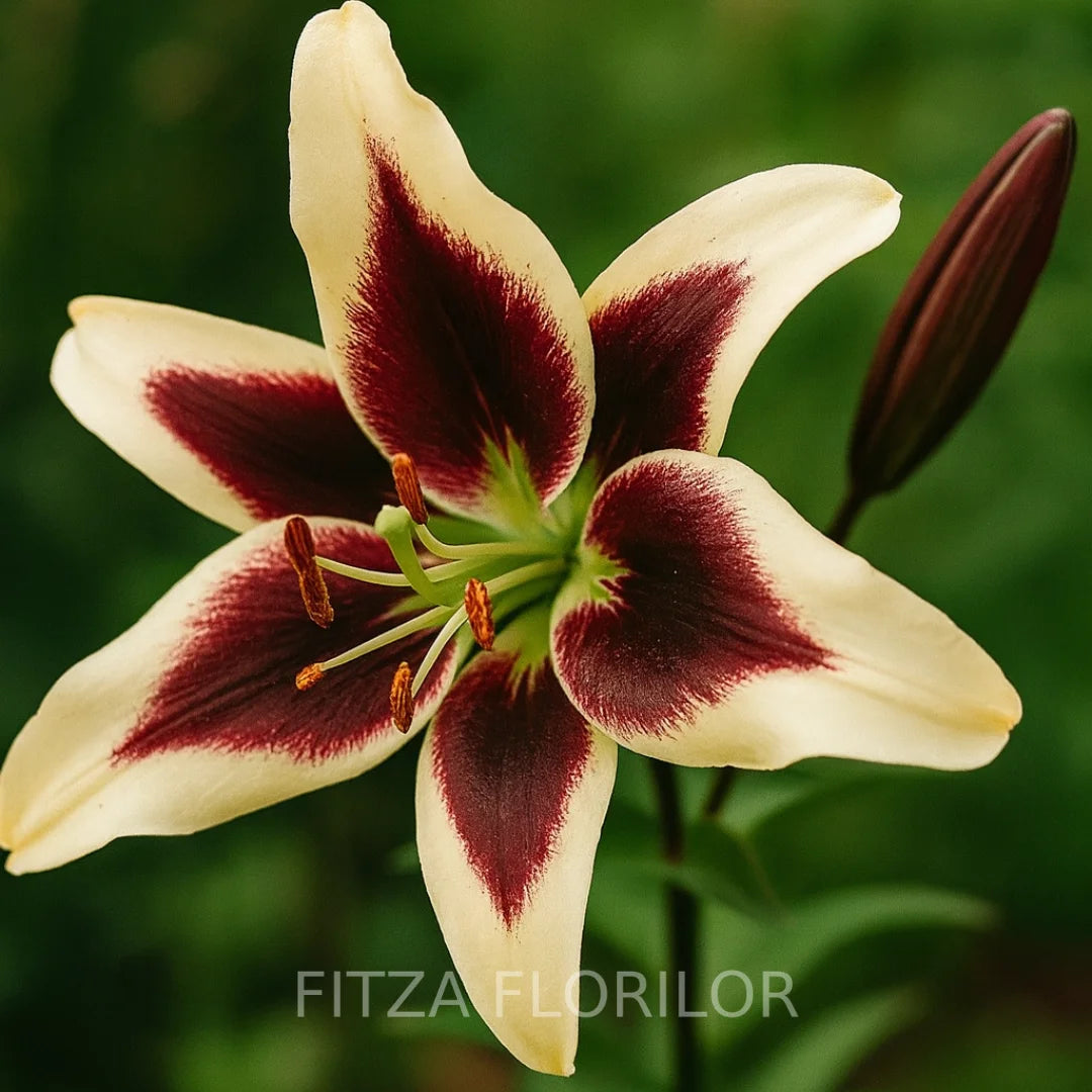 Bulbi de Crini Pachet Promotional Mixt12