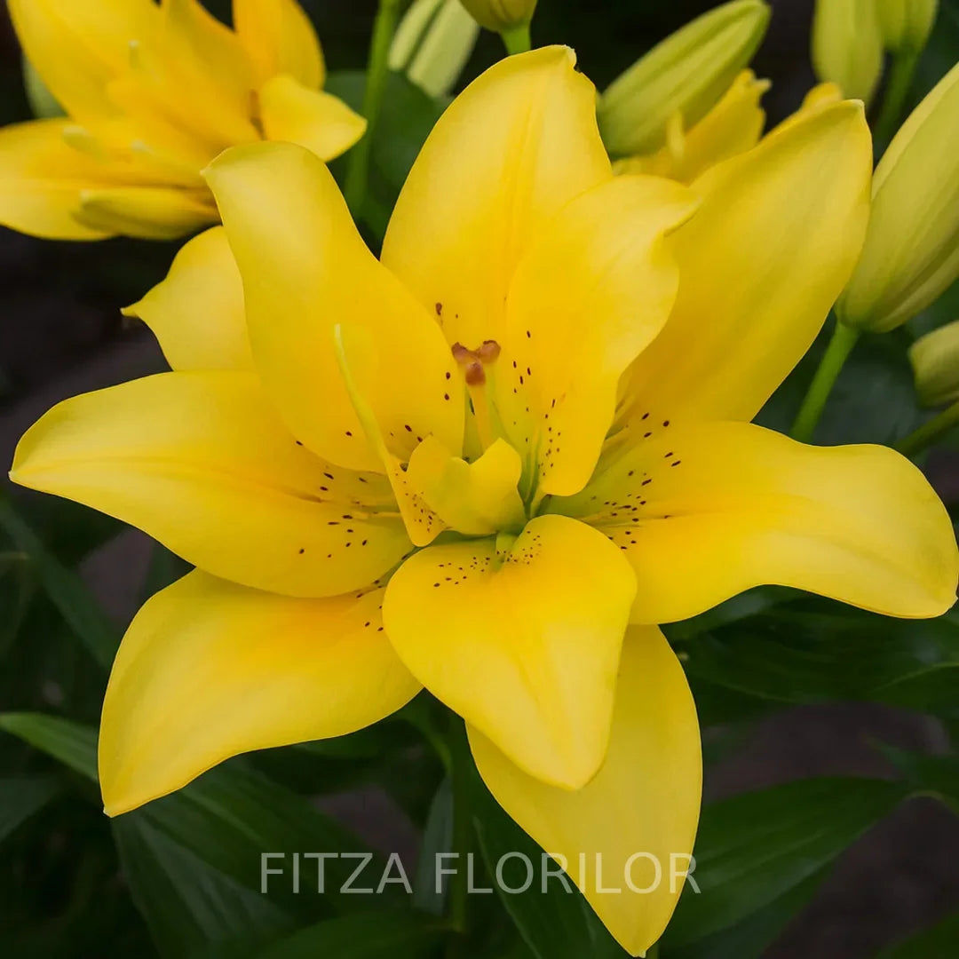 Bulbi de Crini Pachet Promotional Mixt8