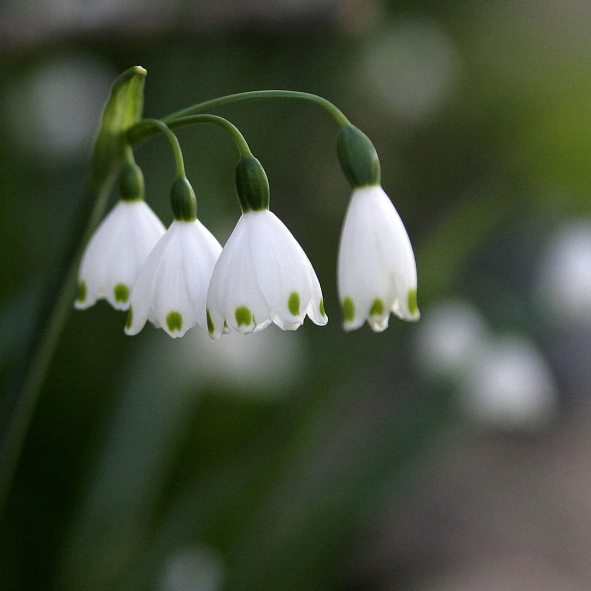 Bulbi ghiocei de vara