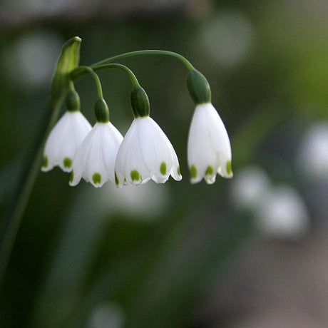 Bulbi ghiocei de vara