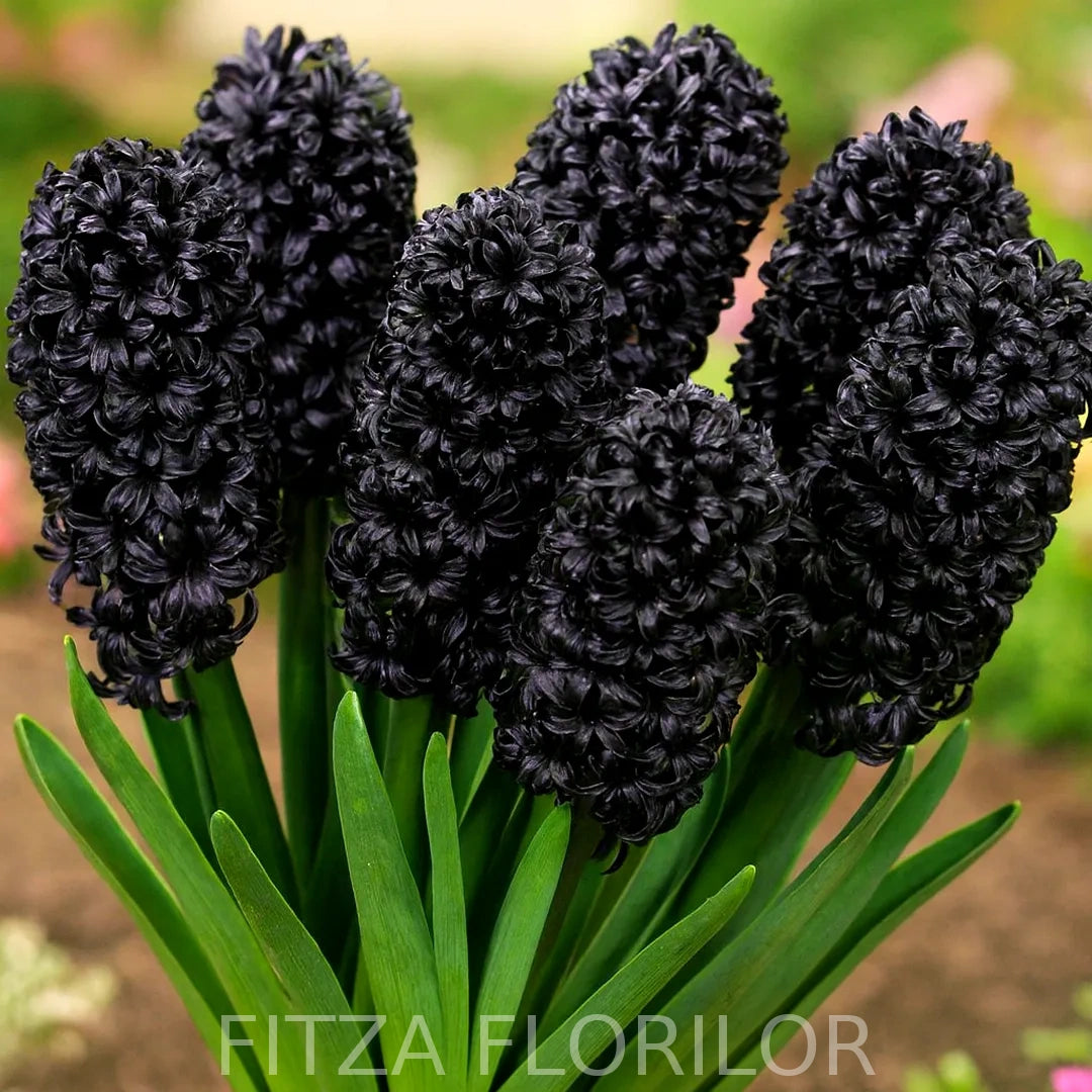 Bulbi zambile Midnight Mystique1