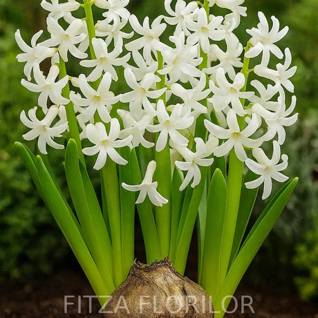 Bulbi zambile Multiflora White4