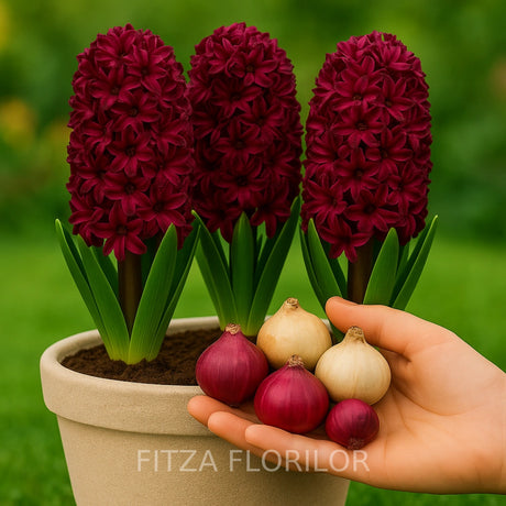 Bulbi zambile Woodstock