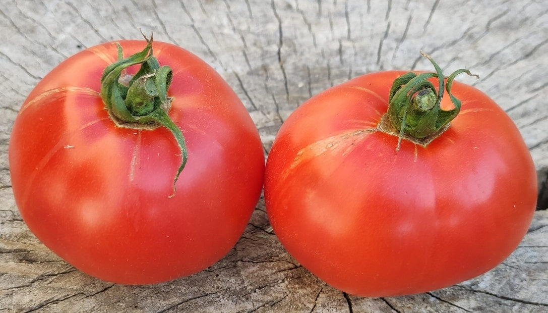 Seminte de Rosii Buzau 47