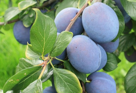 Pomi Fructiferi - Prun Top Hit - Anul 2 - 1 buc