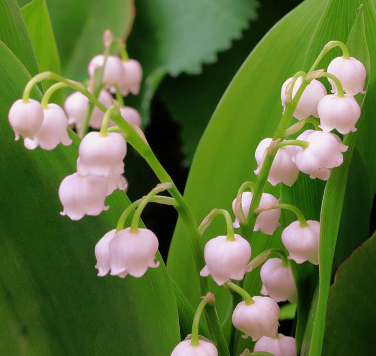 Bulbi Lacramioare - Rosea Convallaria - Roz - 1 buc - Ghiveci