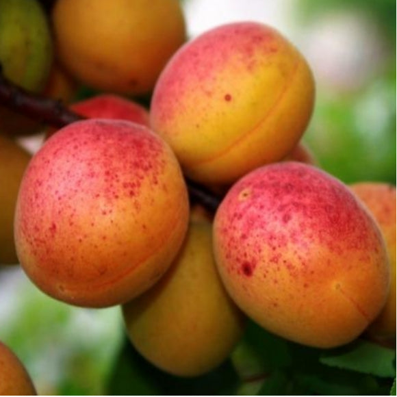 Pomi Fructiferi - Cais Olimp - Anul 2 - 1 buc