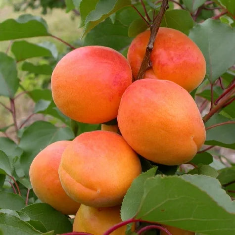 Pomi Fructiferi - Cais Olimp - Anul 2 - 1 buc