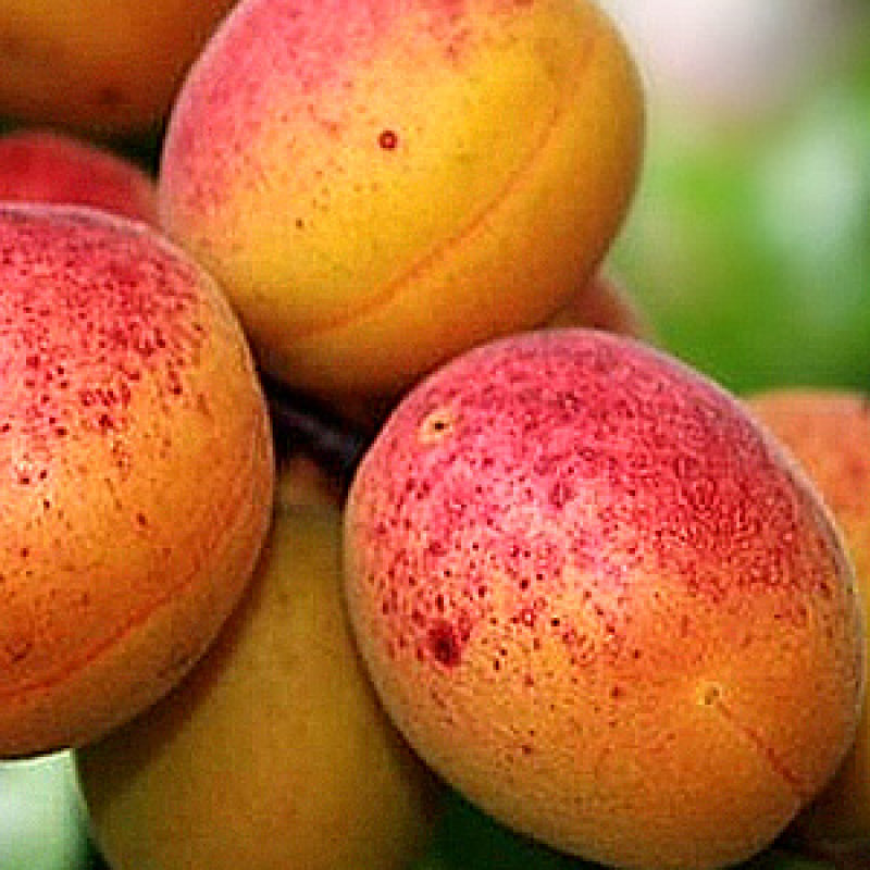 Pomi Fructiferi - Cais - Sulmona - Anul 3 - 1 buc