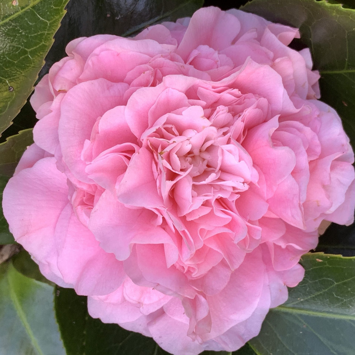 Plante Ornamentale - Camellia - Debutante - Ghiveci P9