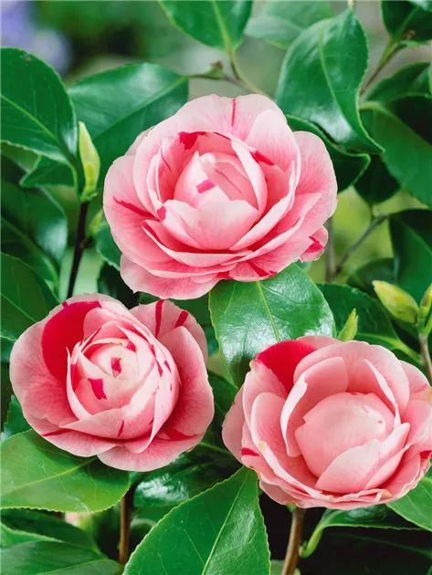 Plante Ornamentale - Camellia - Japonica Bonomiana - Ghiveci