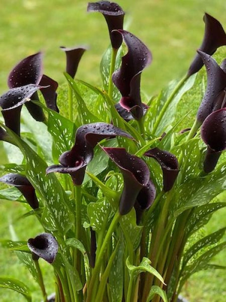 Bulbi de Cala, Black, 1 Bucata