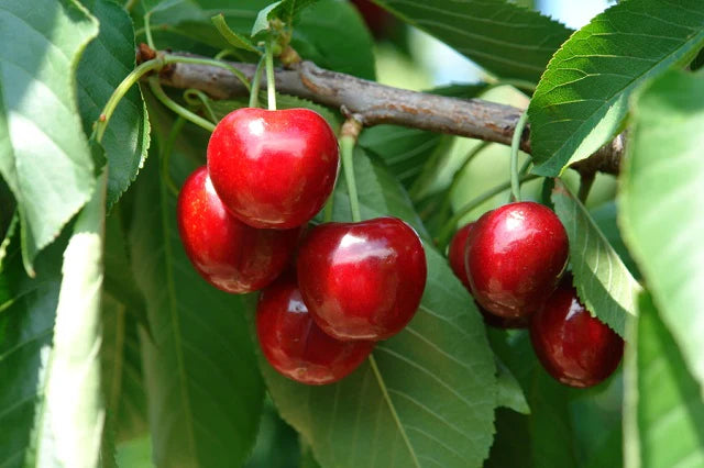 Pomi Fructiferi - Cires - Prime Giant - Anul 2 - 1 buc