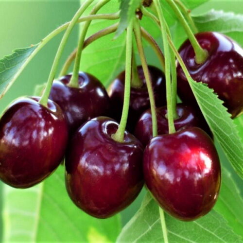 Pomi Fructiferi - Pachet Promo Cires Timpuriu - Anul 2 - 3 buc