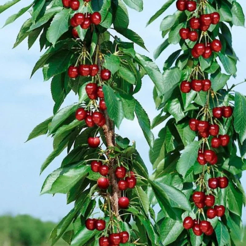 Pomi Fructiferi - Cires Columnar - Anul 2 - 1 buc