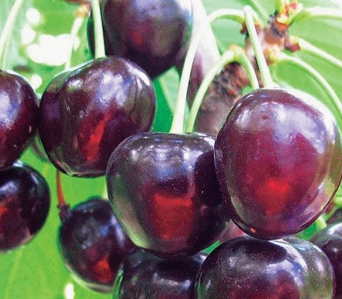 Pomi Fructiferi - Cires - Timpurii de Bistrita - Anul 2 - 1 buc