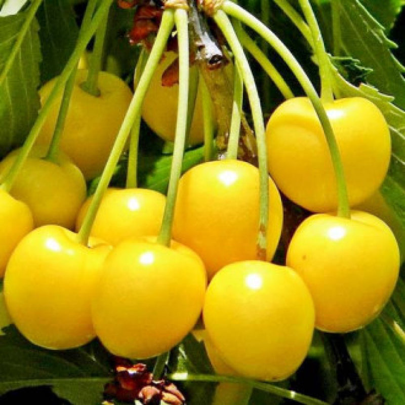 Pomi Fructiferi - Cires Galben - Anul 3 - 1 buc