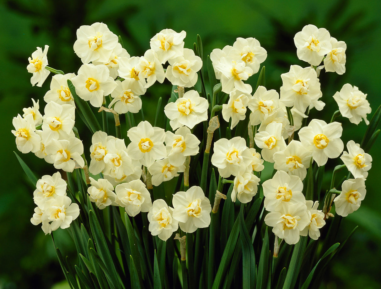 Bulbi Narcise - White Cheerfulness - 2 buc