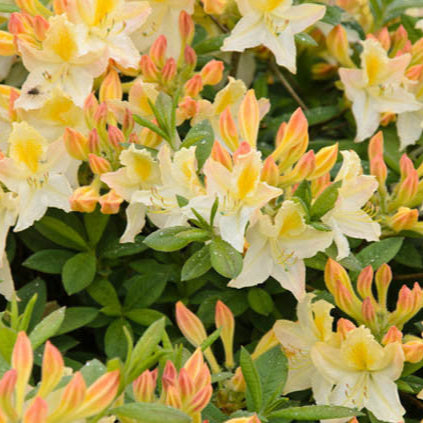 Azalea Daviesii, la ghiveci